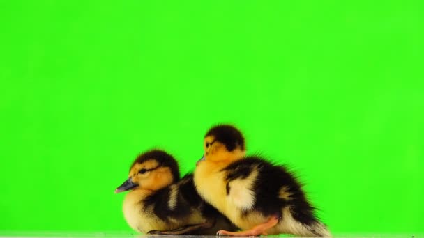 Patos Manchados Una Pantalla Verde — Vídeos de Stock