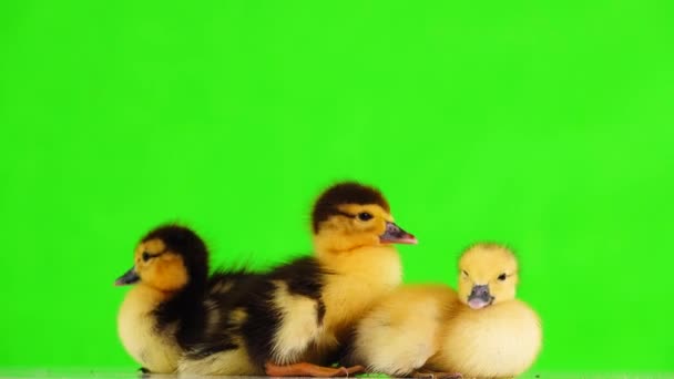 Spotted Ducklings Green Screen — Stock Video