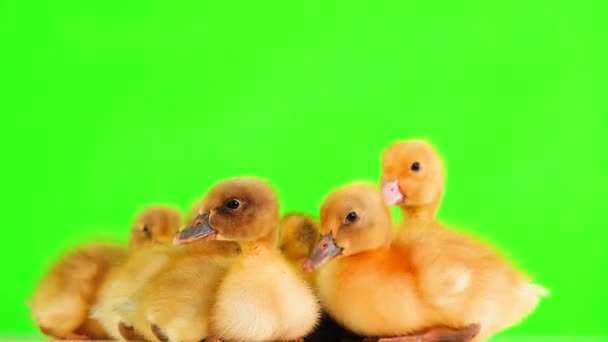 Ducklingów Pisklęta Gęsie Zielonym Ekranie Dźwięk — Wideo stockowe