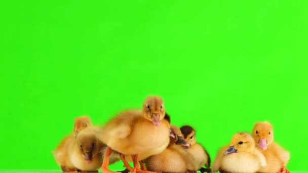 Patitos Goslings Pantalla Verde Sonido — Vídeo de stock