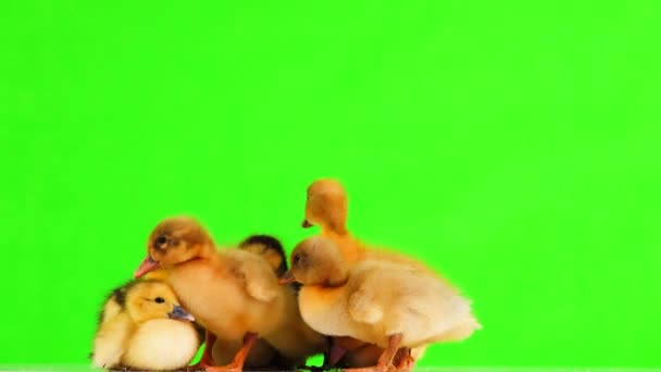 Ducklingów Pisklęta Gęsie Zielonym Ekranie Dźwięk — Wideo stockowe