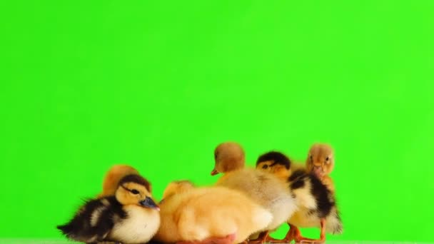 绿屏上的小鸭和小鸭 — 图库视频影像