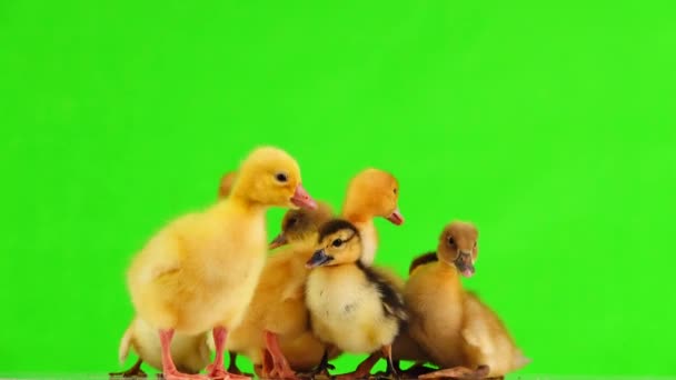 Eendjes Goslings Het Groene Scherm Geluid — Stockvideo