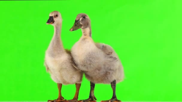 Duckling Gosling Green Screen Sound — Stock Video