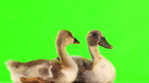 Eendje Gosling Een Groen Scherm Geluid — Stockvideo