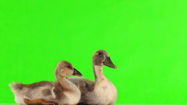 Patinho Gosling Uma Tela Verde Som — Vídeo de Stock