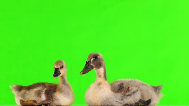 小鸭和在绿屏上吊索 — 图库视频影像