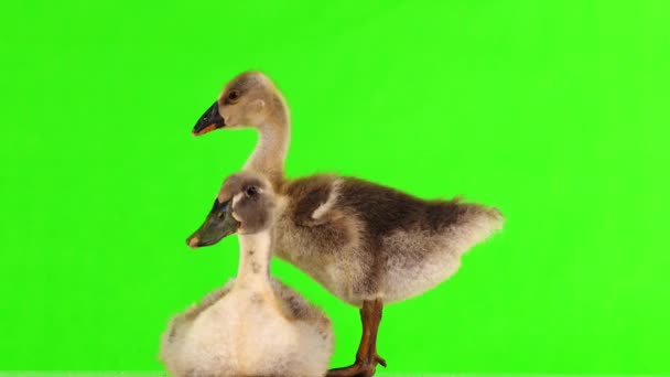 小鸭和在绿屏上吊索 — 图库视频影像