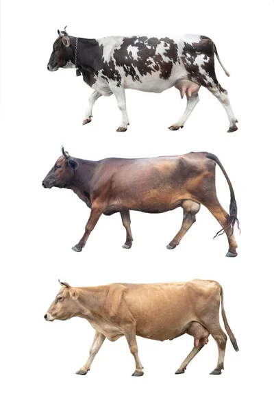 Kuh läuft isoliert auf weißem Hintergrund — Stockfoto