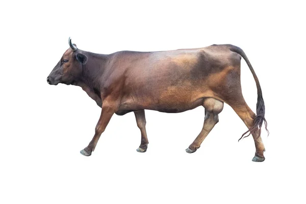 Running cow isolated on a white background. — Stock Photo, Image