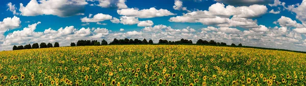 Panoramisch uitzicht op een veld van zonnebloemen op een achtergrond van groen — Stockfoto