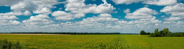Campo de girassóis em um contexto de um céu azul com cl branco — Fotografia de Stock