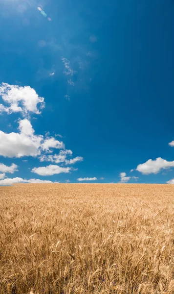 Θέα από ένα χωράφι σιταριού σε ένα γαλάζιο ουρανό με σύννεφα. Χάρκοβο — Φωτογραφία Αρχείου