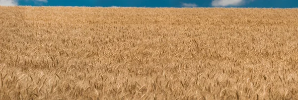 Панорамний вид на пшенична галузь. Харківська область, Україна — стокове фото