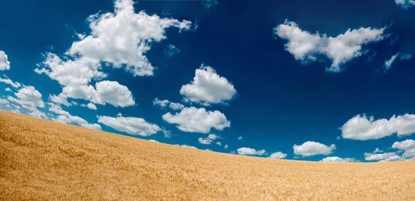 Panoramautsikt över ett vetefält mot en blå himmel med moln. — Stockfoto