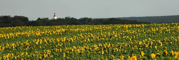 Panoramiczny widok na pole słoneczniki na tle zieleni — Zdjęcie stockowe