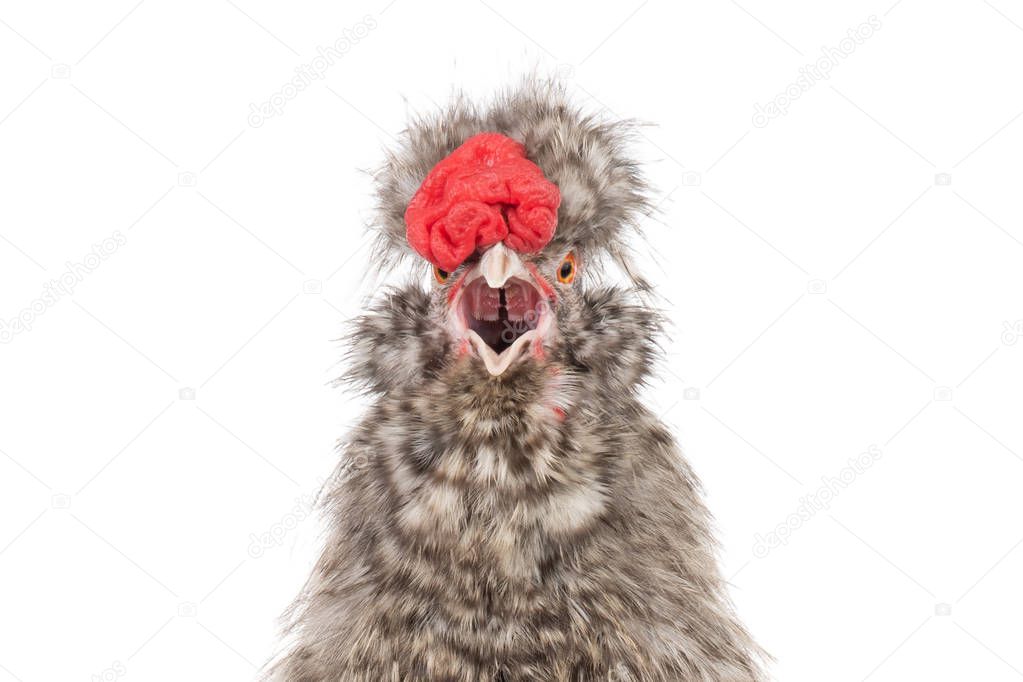portrait  singing Chinese cockerel isolated on a white backgroun