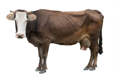 beyaz bir arka plan üzerinde izole kahverengi