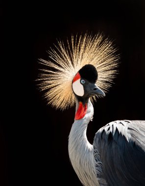 Siyah bir arka planda portre taçlandırılmış vinç.