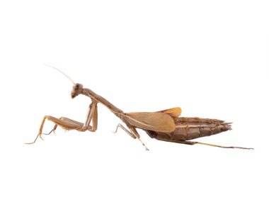 Mantodea beyaz üzerinde izole edilmiş.