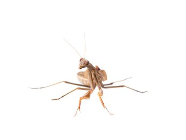 Mantodea beyaz üzerinde izole edilmiş.
