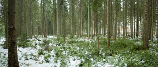 カルパチア山脈の雪の森。Vorokhta, Ivano-Frankivsk regio — ストック写真