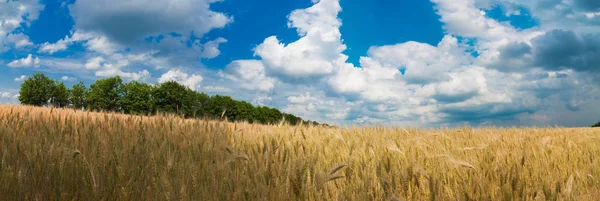 Πανοραμική θέα σε χωράφι με σιτάρι το καλοκαίρι. — Φωτογραφία Αρχείου