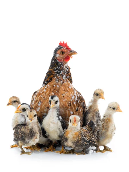 Hen and her chicks isolated on a white — ストック写真