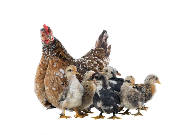 Hen en haar kuikens geïsoleerd op een wit — Stockfoto