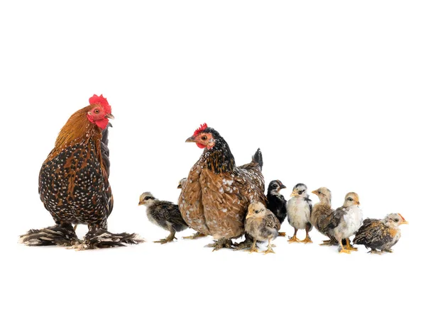 Mother chicken and rooster with chickens isolated — Stock Photo, Image