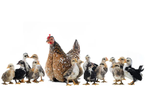 Gallina y sus polluelos aislados en un blanco — Foto de Stock