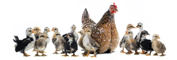Hen en haar kuikens geïsoleerd op een wit — Stockfoto