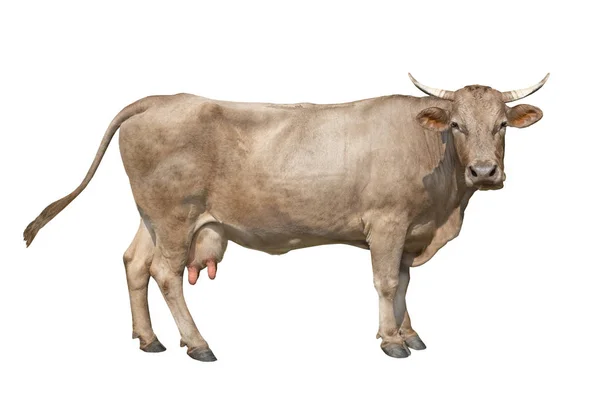 Hnědá kráva izolovaná na bílém pozadí — Stock fotografie