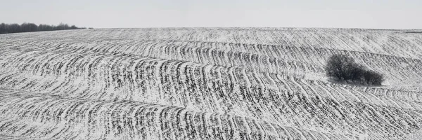 Πανοραμική θέα ενός χιονισμένου αγρού και ενός μοναχικού δέντρου το χειμώνα — Φωτογραφία Αρχείου