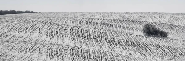 Panoramautsikt över ett snöfält och ett ensamt träd på vintern — Stockfoto