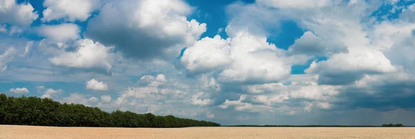 Panoramic view of a wheat field against a blue sky with white cl — Stockfoto