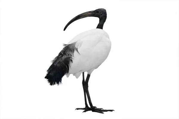 Africký posvátný ibis izolované na bílém — Stock fotografie