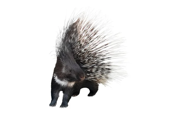 Porcupine is isolated on a white — Stock Photo, Image