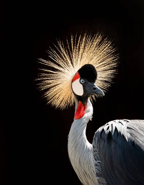 Siyah bir arka planda portre taçlandırılmış vinç.