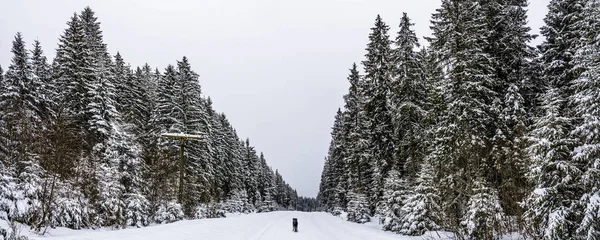 Pine trees covered with snow and dog on the road. Vorokhta, Iva — ストック写真