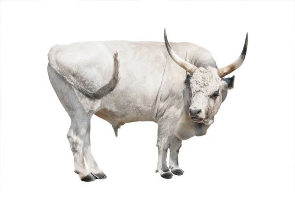 Bull cinzento húngaro isolado em um branco — Fotografia de Stock