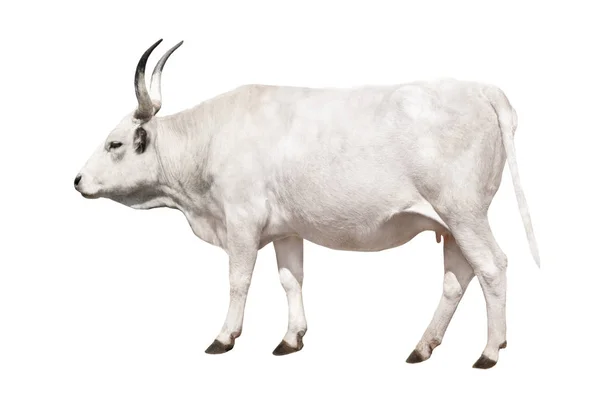 Vache grise hongroise sur un blanc — Photo