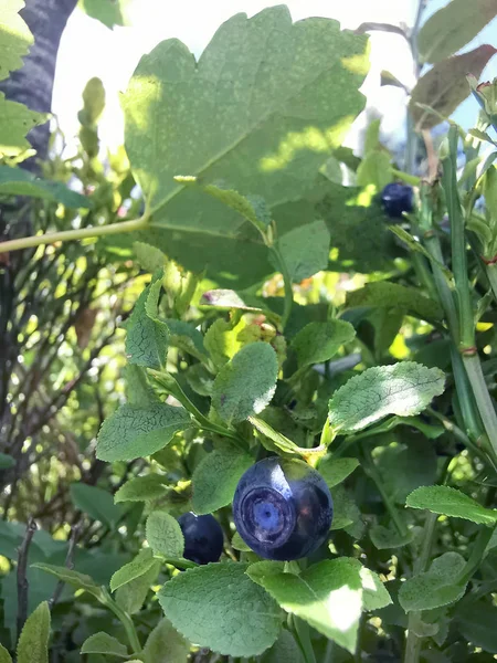 Blueberry on a bush in the forest — Stock Photo, Image