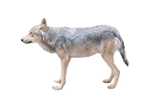 Perfil lobo isolado em um fundo branco — Fotografia de Stock