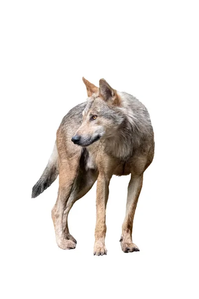 Тревожный волк изолирован на белом — стоковое фото