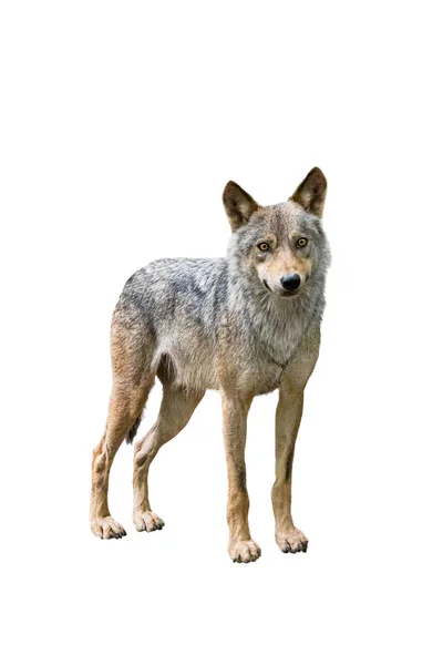 Alert wolf isolated on a white — Stock Photo, Image