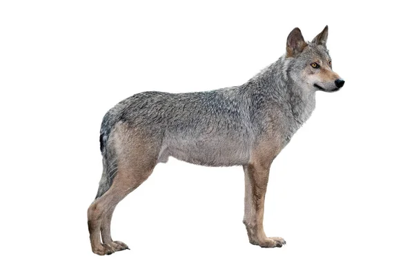 Alert wolf isolated on a white — Stock Photo, Image