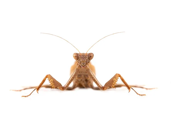 Mantodea isolado em um branco — Fotografia de Stock