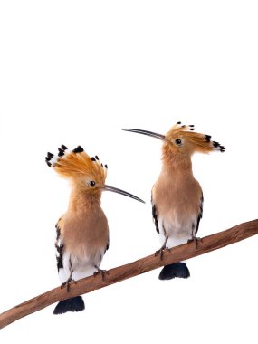 İki Avrasyalı Hoopoe (Upupa epops) beyaz bir araçta izole edildi 