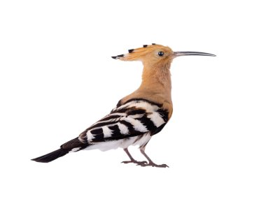 Avrasya Hoopoe 'su (Upupa epops) bir beyaz üzerinde izole edildi